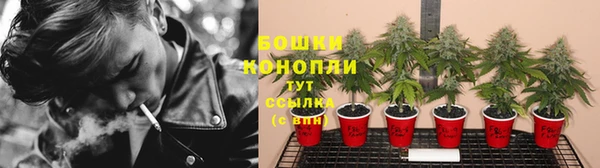 прущие грибы Абаза